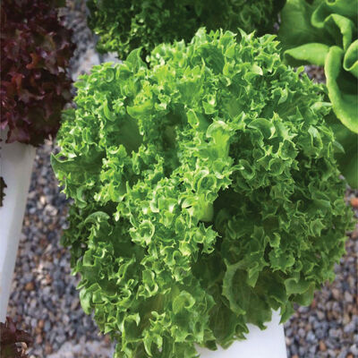 Cristabel CrunchLeaf Lettuce