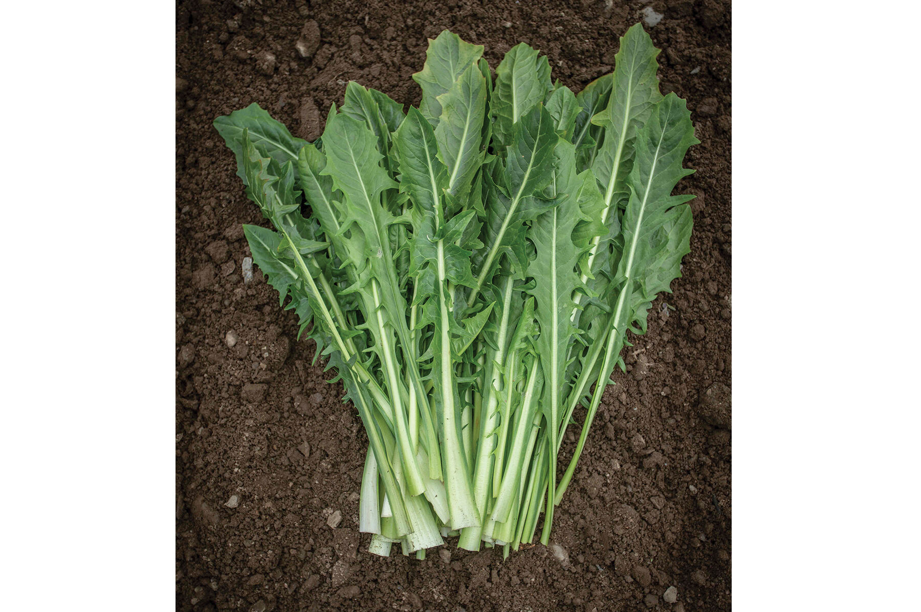 Clio Italian Dandelion