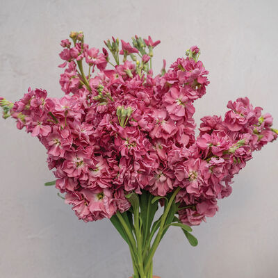 Katz Antique Rose Stock