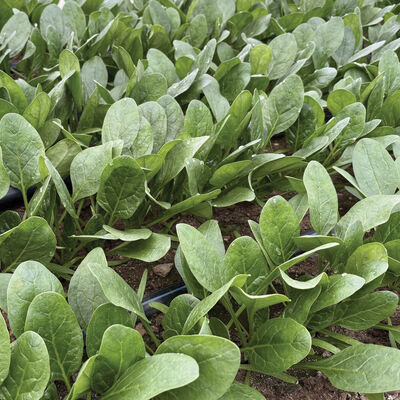 Tragopan Smooth-Leaf Spinach