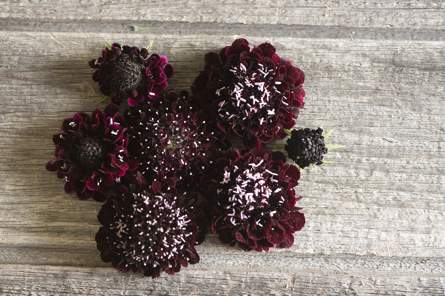 Black Knight Scabiosa (Pincushion Flower)