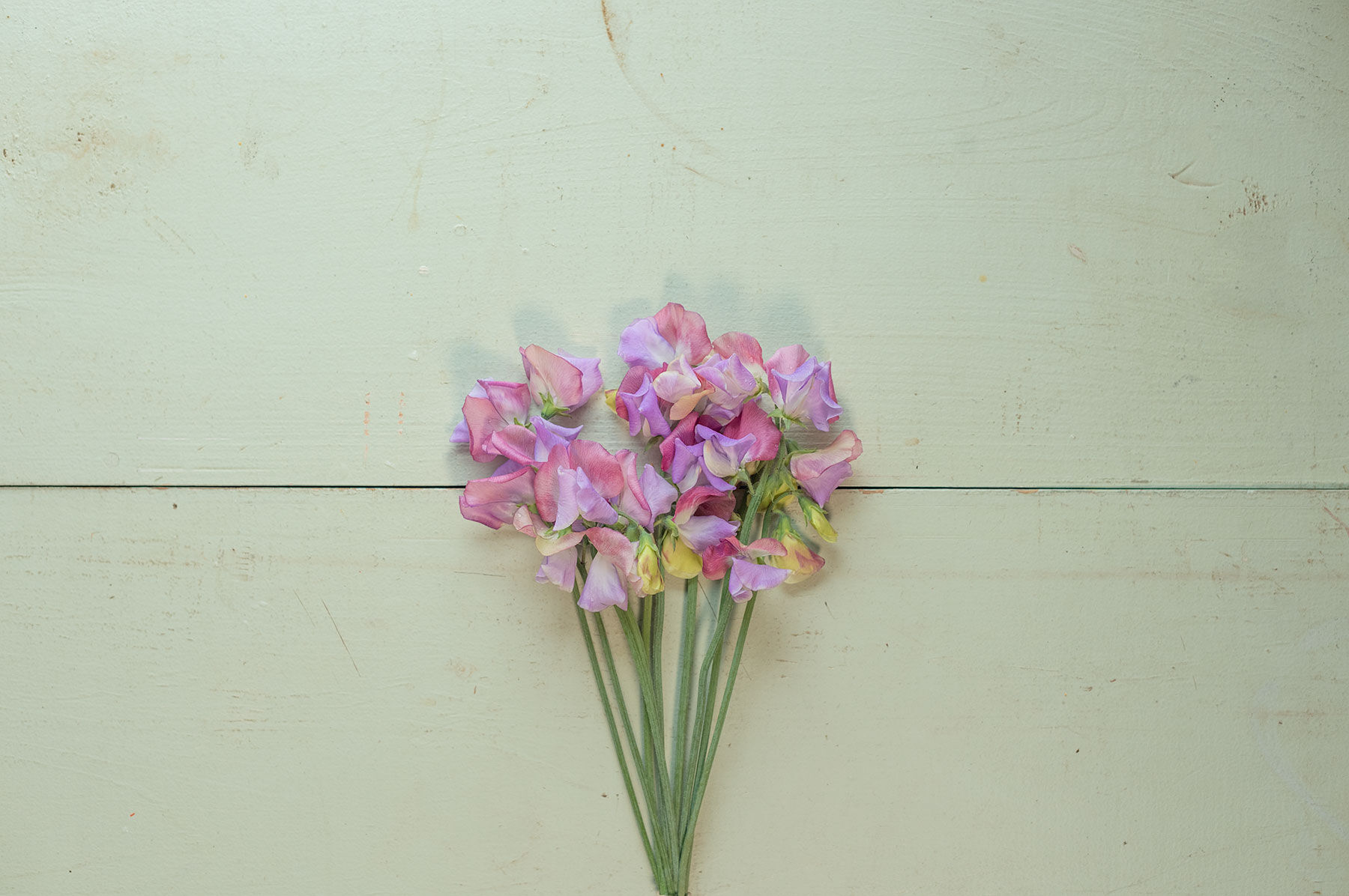 Enchanté Sweet Peas