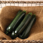 Maveric Summer Squash