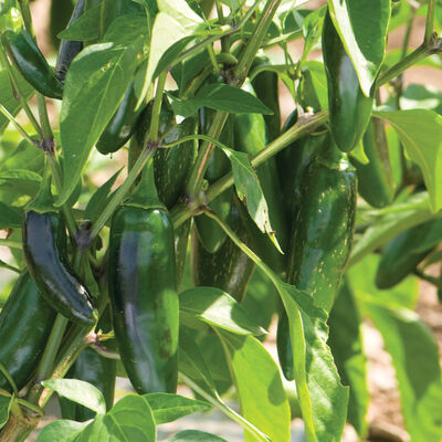 Jalafuego Hot Peppers