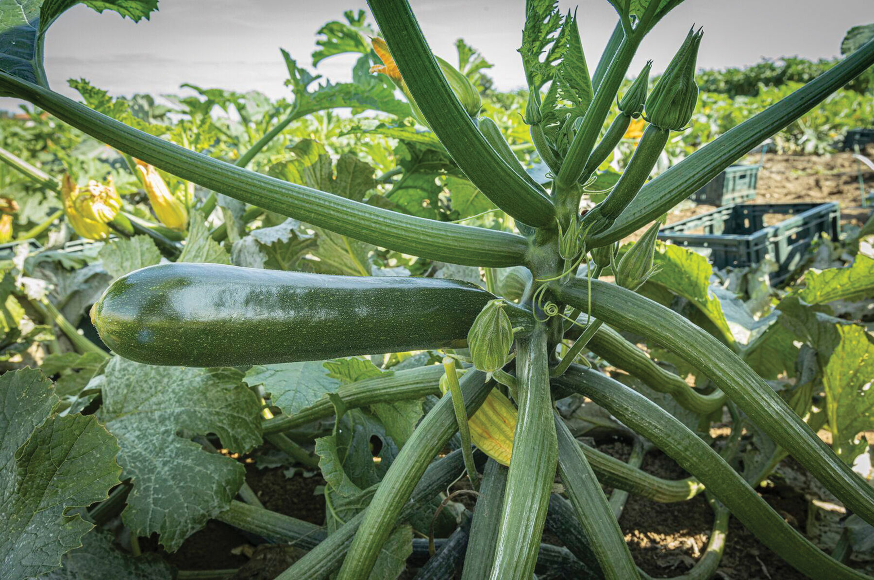 Kefren Summer Squash