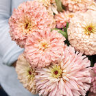 Ballerina Zinnias