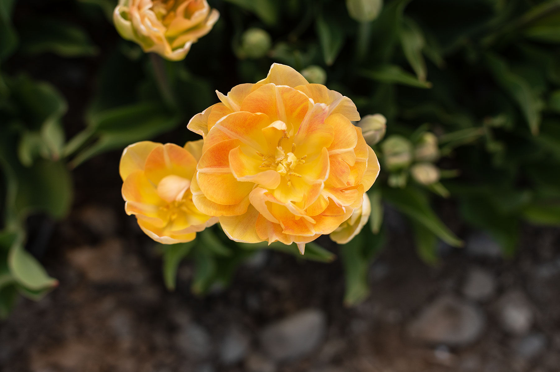 Charming Beauty Tulips