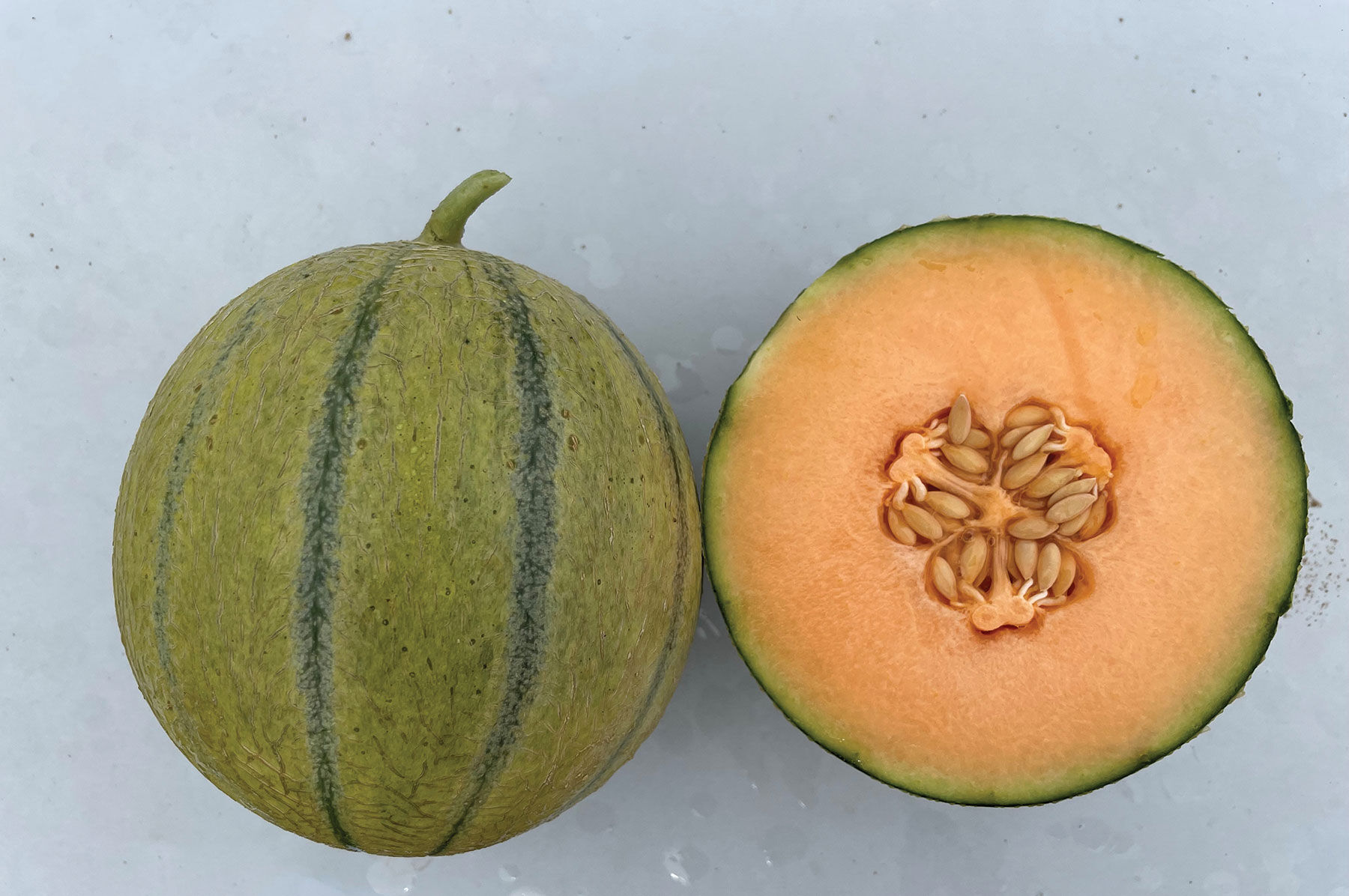 thumbnail image 2 of Old Tyme Tennessee Cantaloupe Seeds – 15 Seeds – Huge Oblong Fruit – Easy Grow 2 of 4