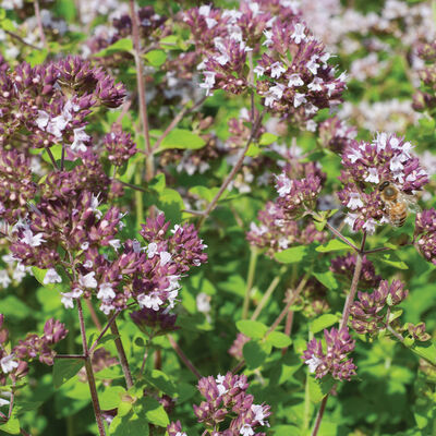 Wild Marjoram Marjoram