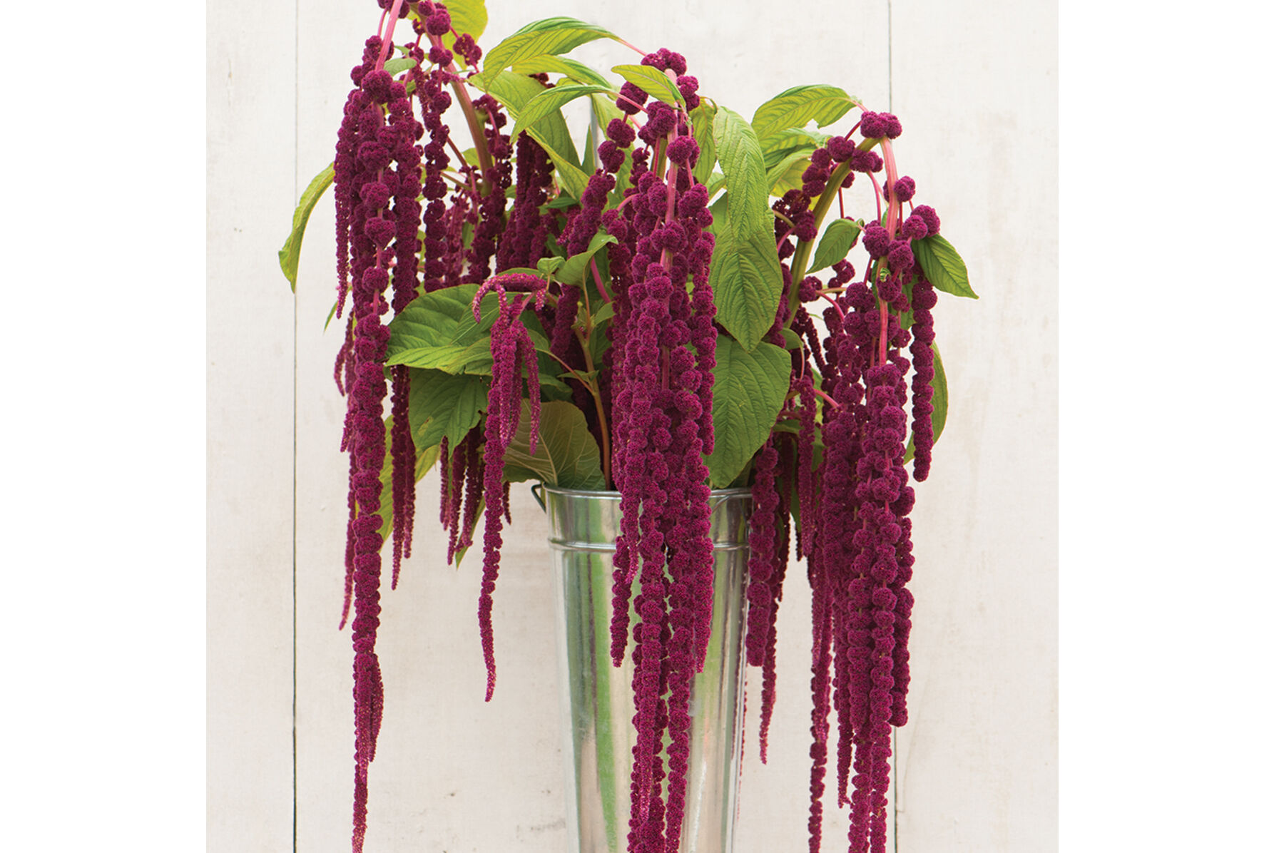 Love-Lies-Bleeding Amaranthus