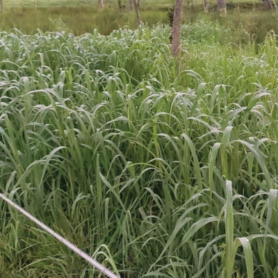 Japanese Millet Millet