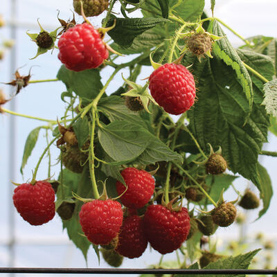 Imara® Raspberry