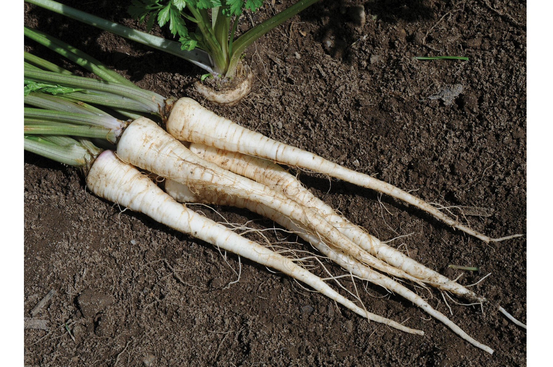 Arat Root Parsley