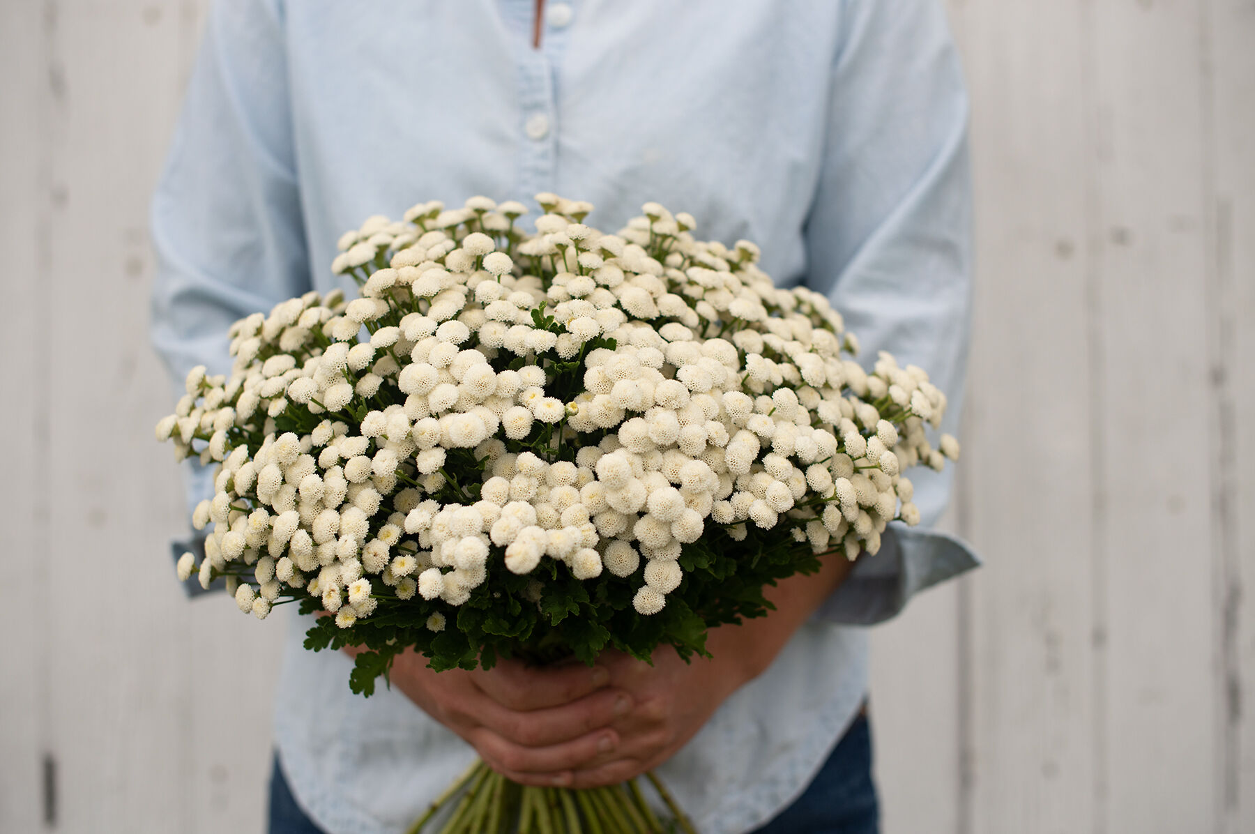 Virgo Matricaria (Feverfew)
