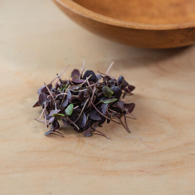 Basil, Dark Opal Microgreen Herbs