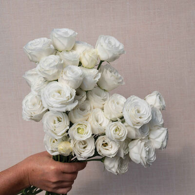 Croma&trade; III White Lisianthus