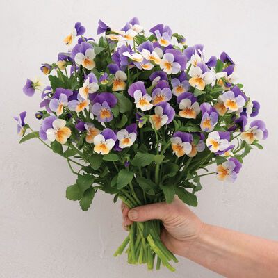 Penny™ Peach Jump-up Viola (Pansy)