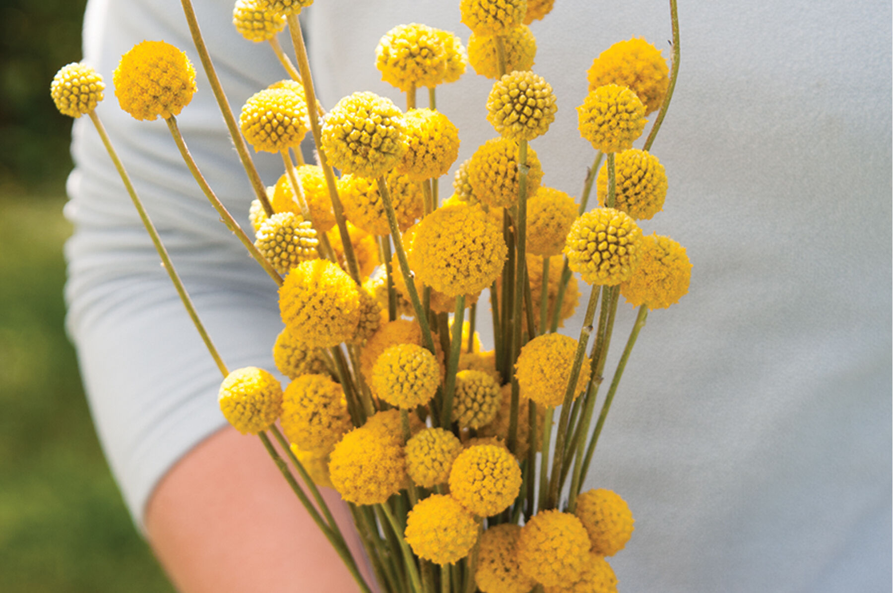 Sun Ball Craspedia (Drumstick Flower)