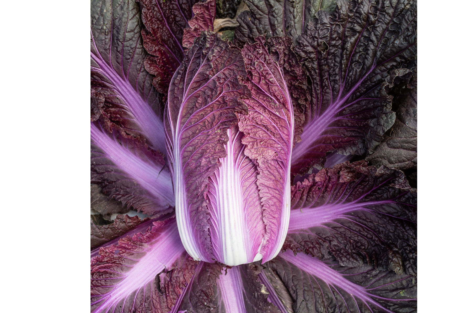 Merlot Chinese Cabbage