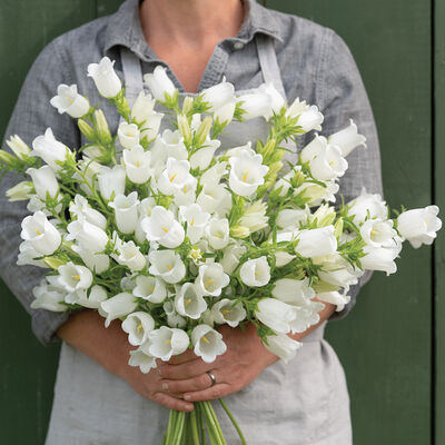 Champion II White Campanula (Bellflower)