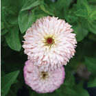 Ballerina Zinnias