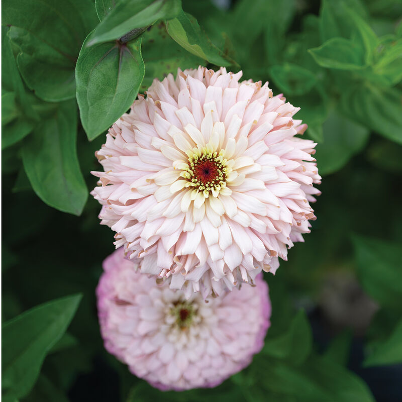 Ballerina Zinnias