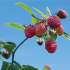 Heritage Raspberry