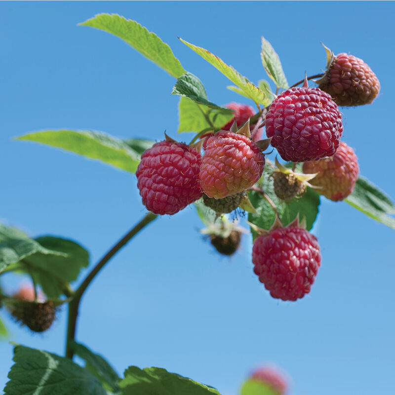 Heritage Raspberry