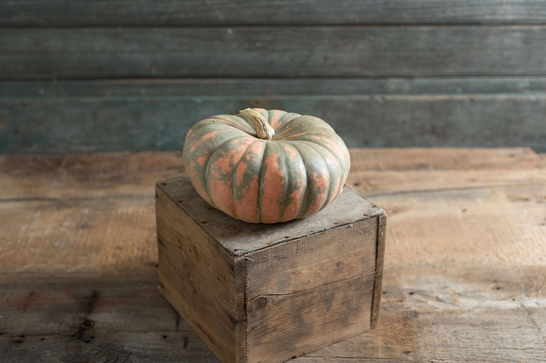 Speckled Hound Specialty Pumpkins