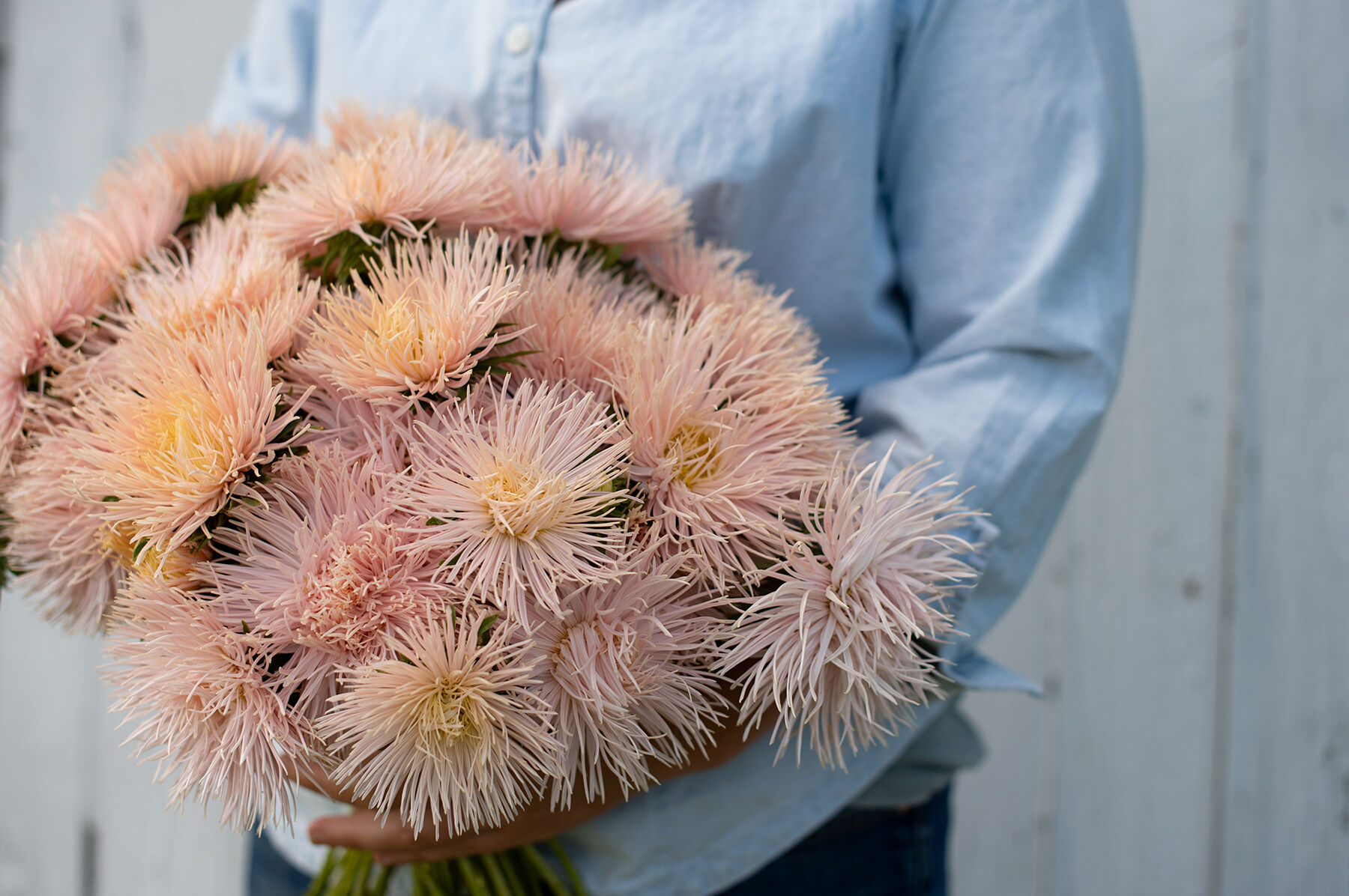 Valkyrie Brunhilde Chamois Aster