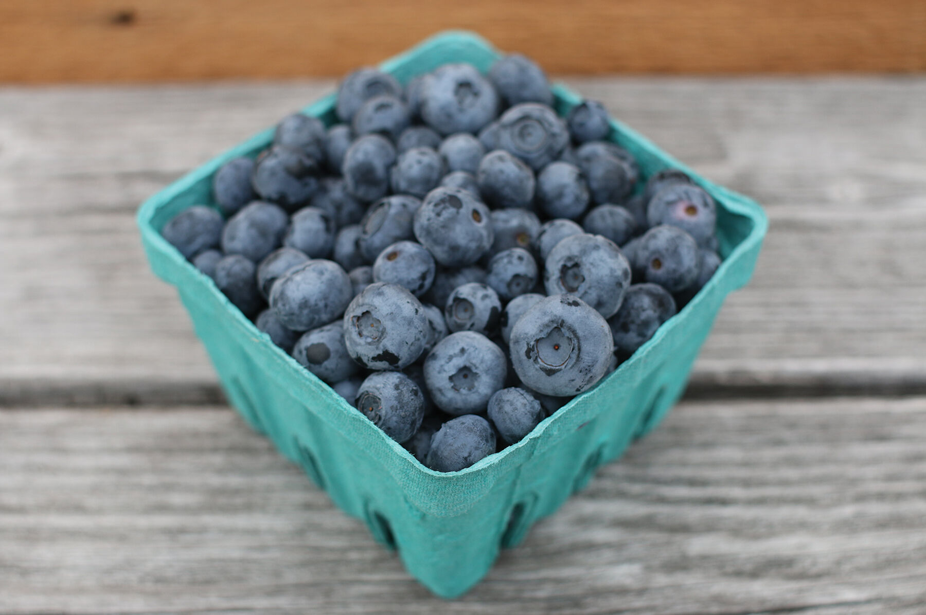 Blueberry Plant Collection Blueberry