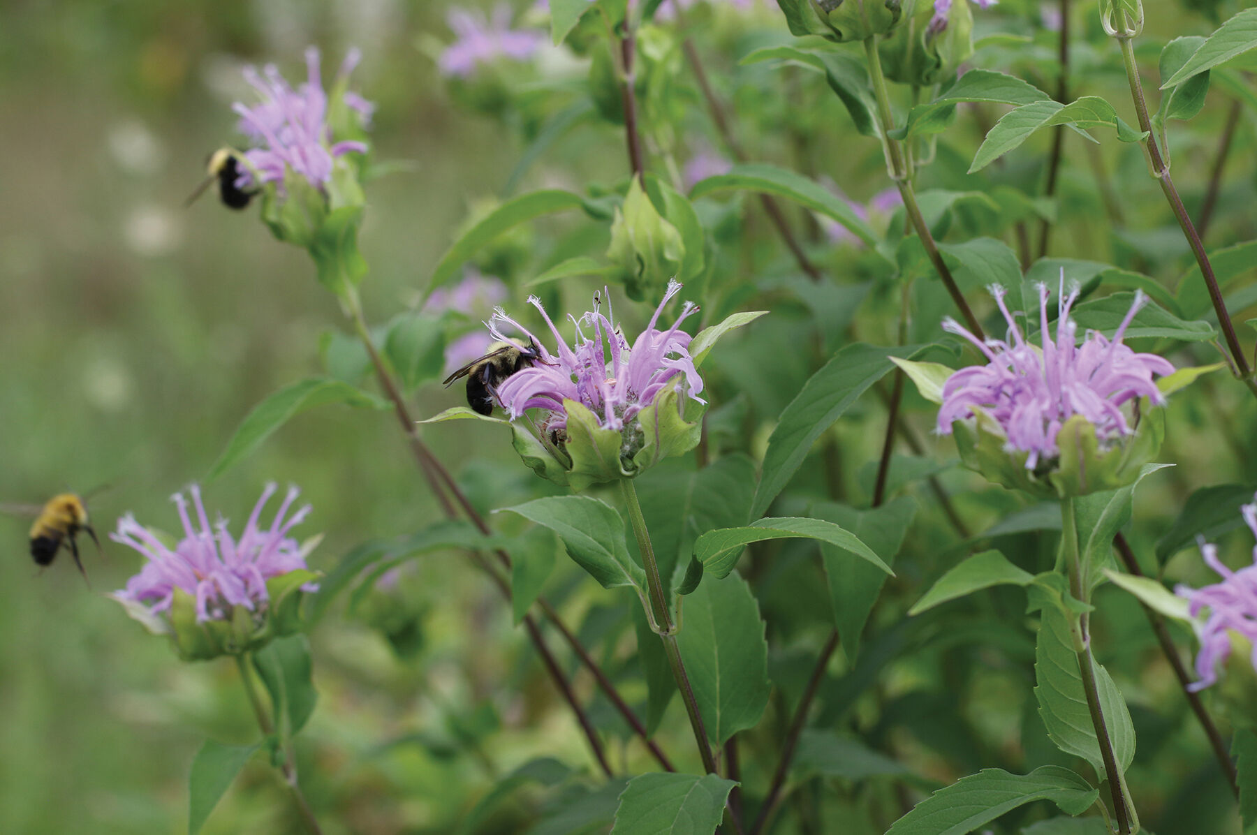 Wild Bergamot Bee Balm