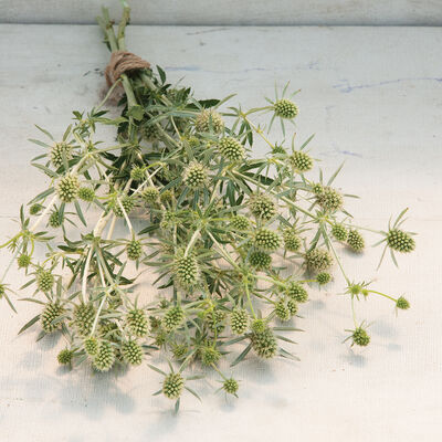 White Glitter Eryngium