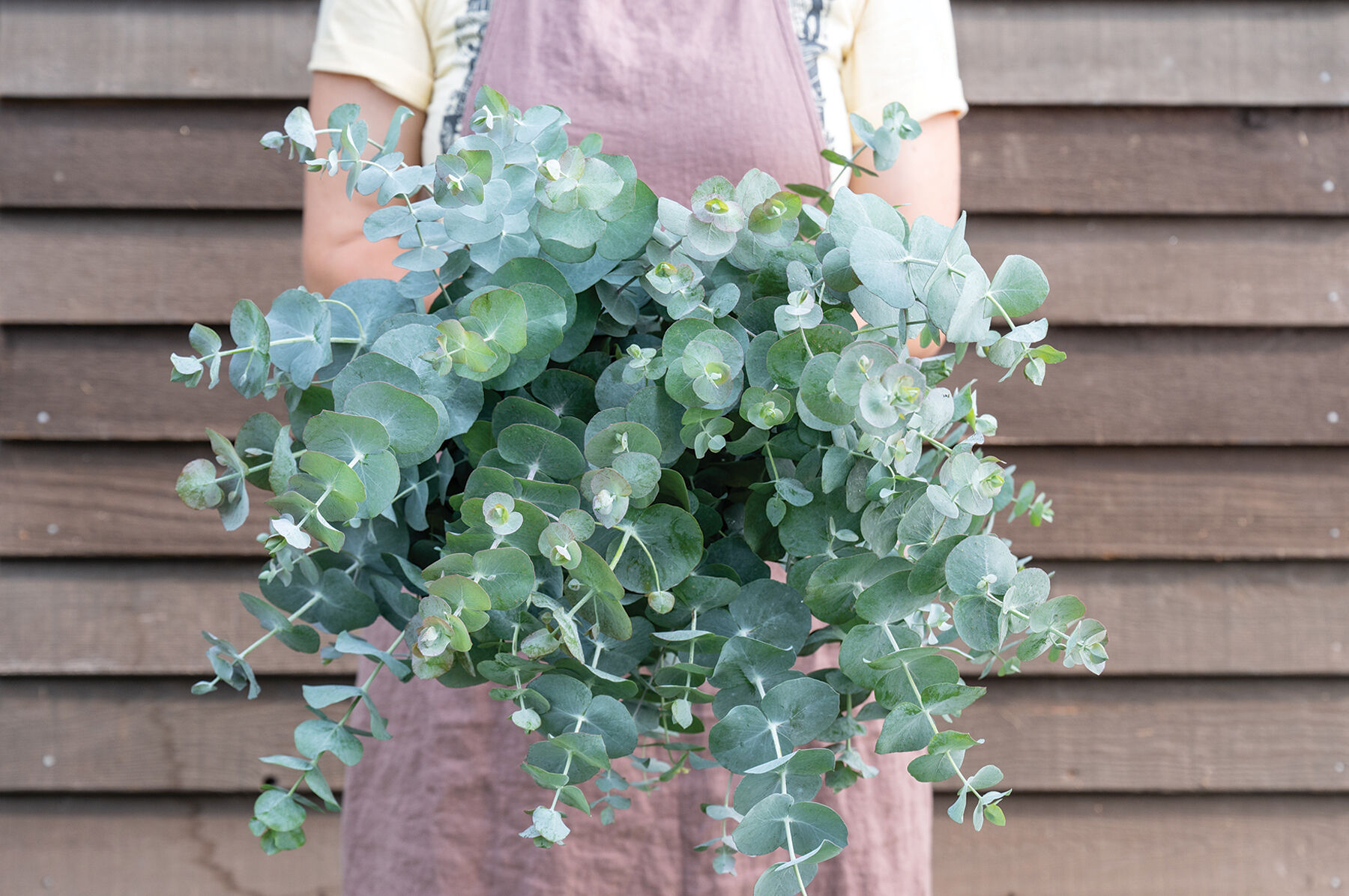 Silver Dollar Eucalyptus