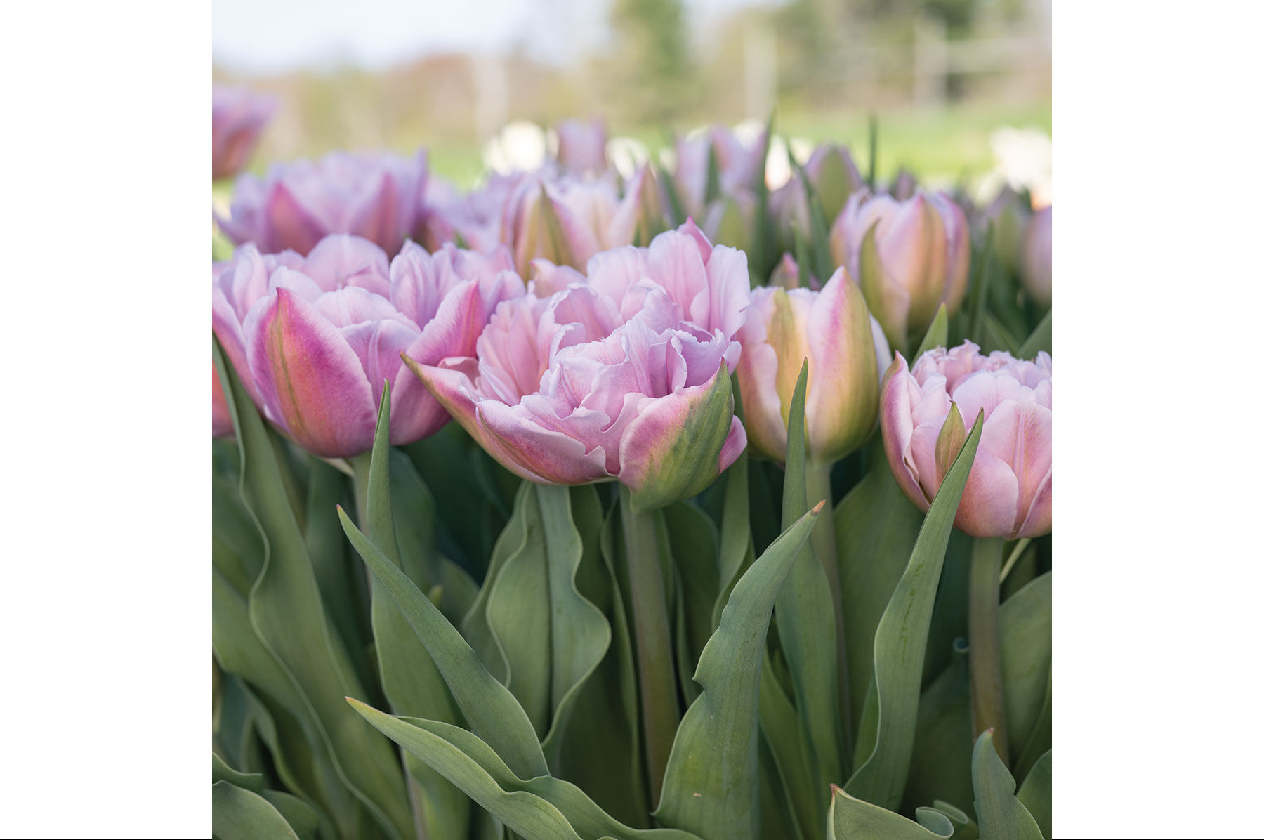 Katinka Tulips