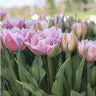 Katinka Tulips