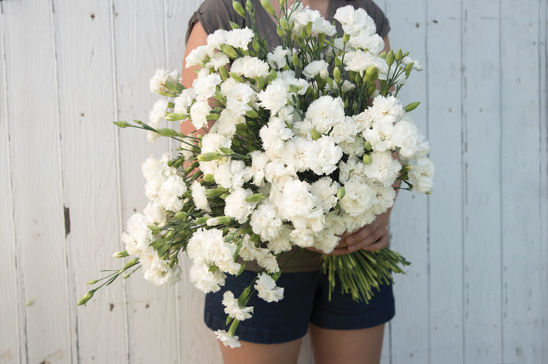 Chabaud Jeanne Dionis Dianthus (Sweet William)
