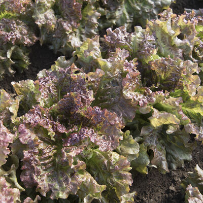 New Red Fire Leaf Lettuce