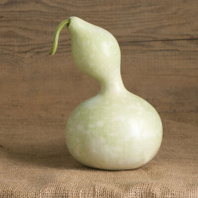 Bottle or Birdhouse Gourds