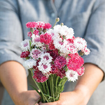 Classic Romantic Centaurea (Bachelor's Button)