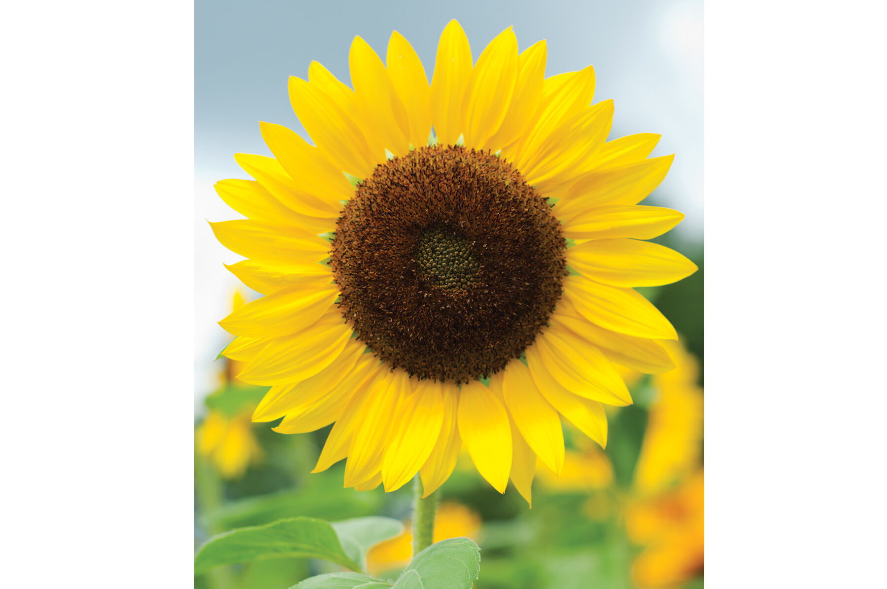 Full Sun Improved Tall Sunflowers