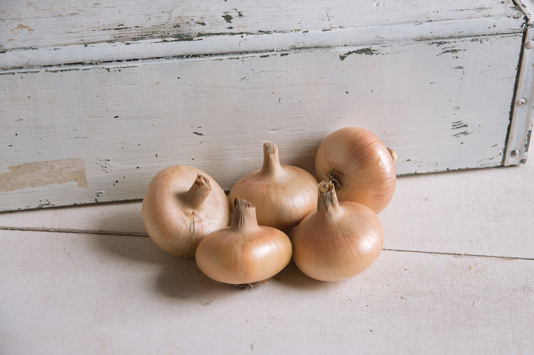 Gold Coin Cipollini Onions