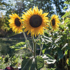 Henry Wilde Tall Sunflowers