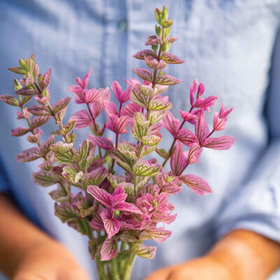 Pink Sundae Salvia