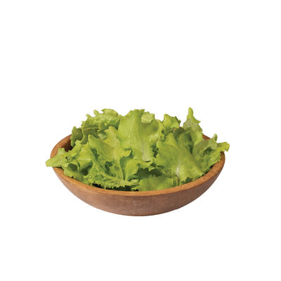 Black Seeded Simpson Black Seeded Simpson Leaf Lettuce