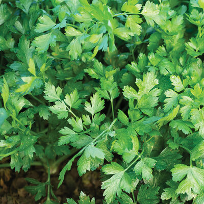 Topit Leaf Parsley