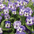 Sorbet&reg; XP Delft Blue Viola (Pansy)