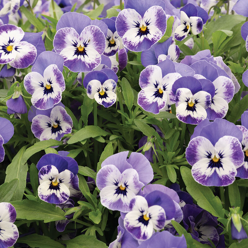 Sorbet&reg; XP Delft Blue Viola (Pansy)