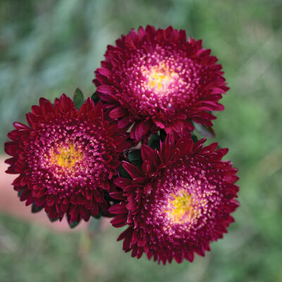 Azumi XL Red Aster