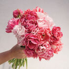 Pink Peony&nbsp;Set Tulips